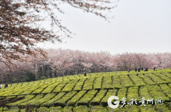 1655170274247588.png 01.png